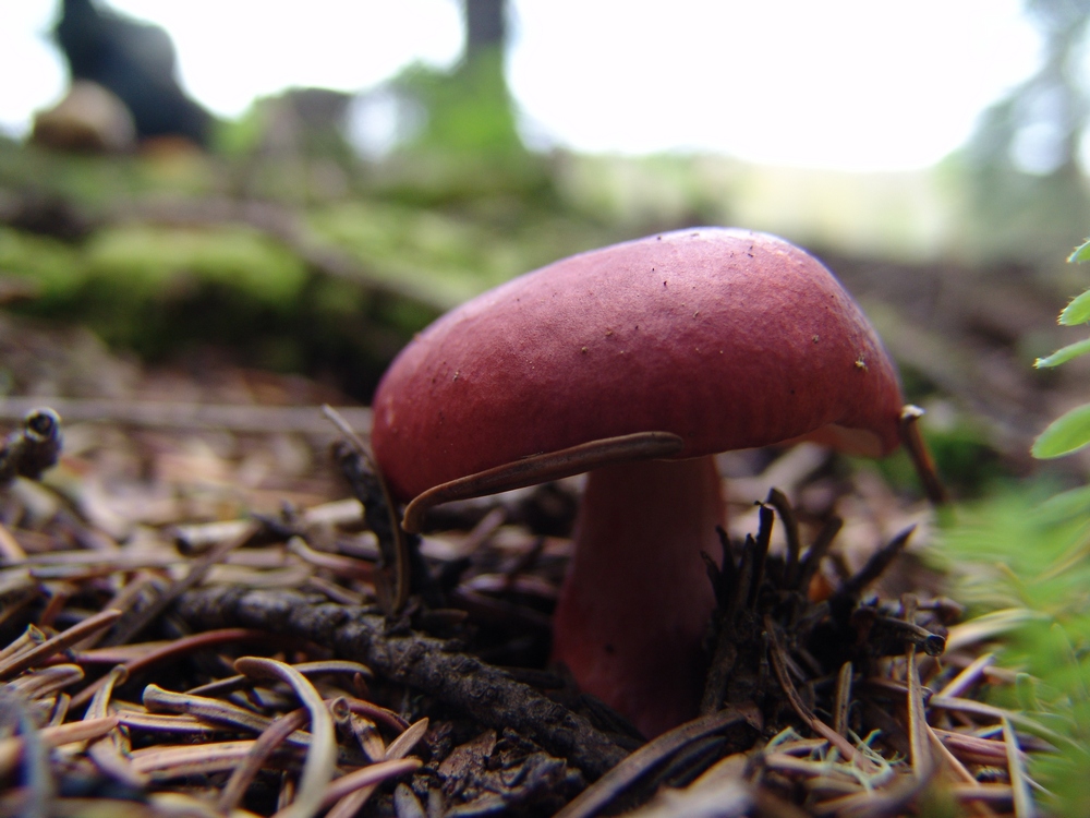 Red Button Mushroom